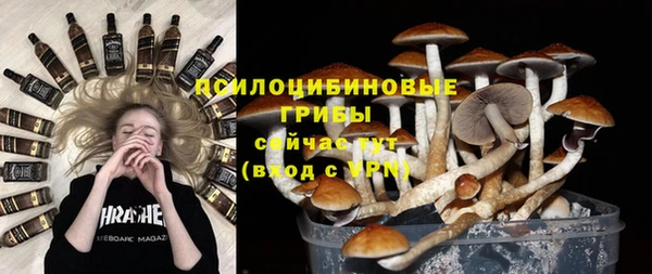 прущие грибы Абинск